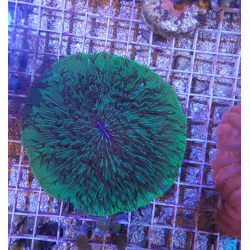 Fungia spp